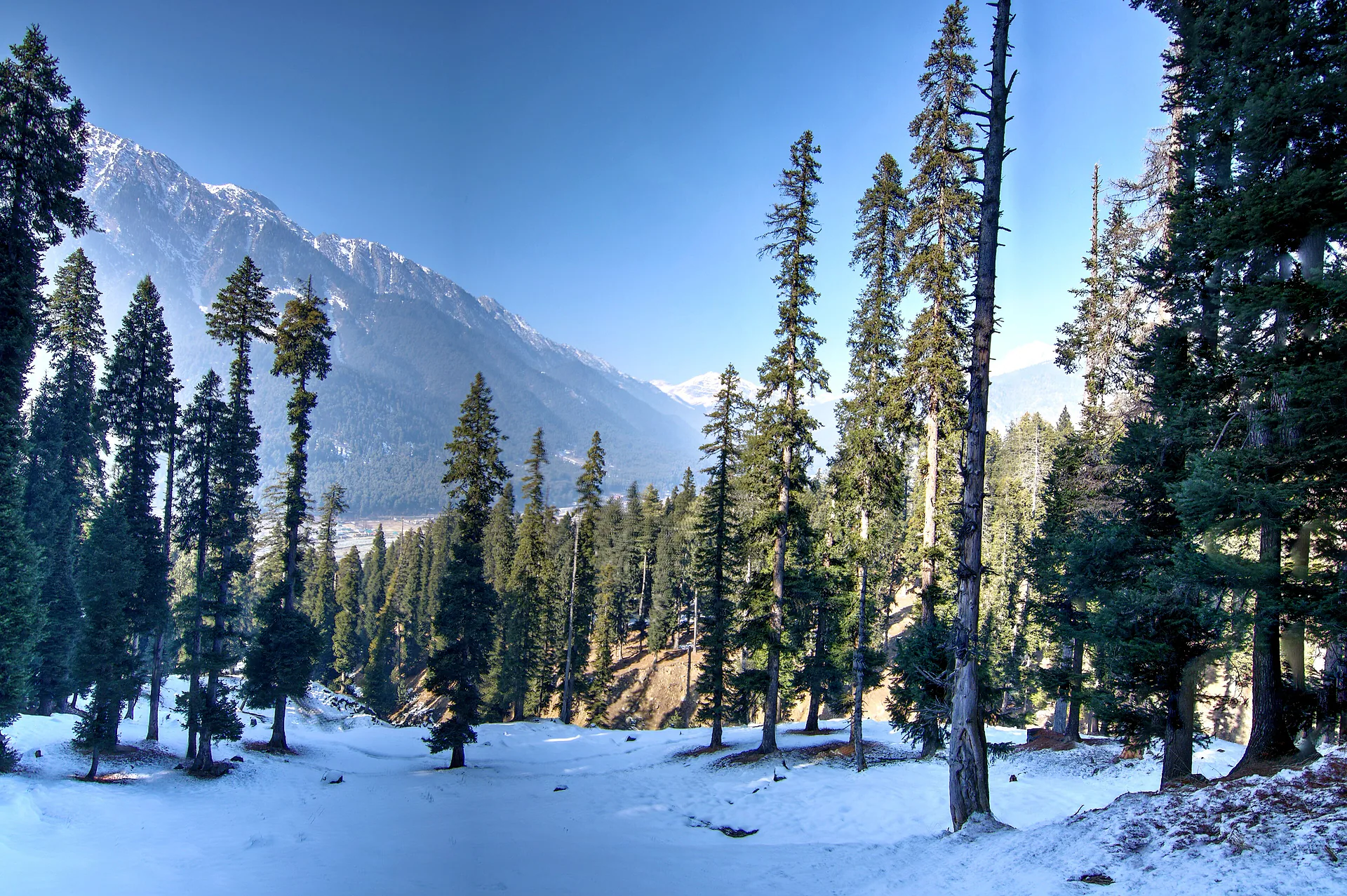 Snow among tall pines near Pahalgam