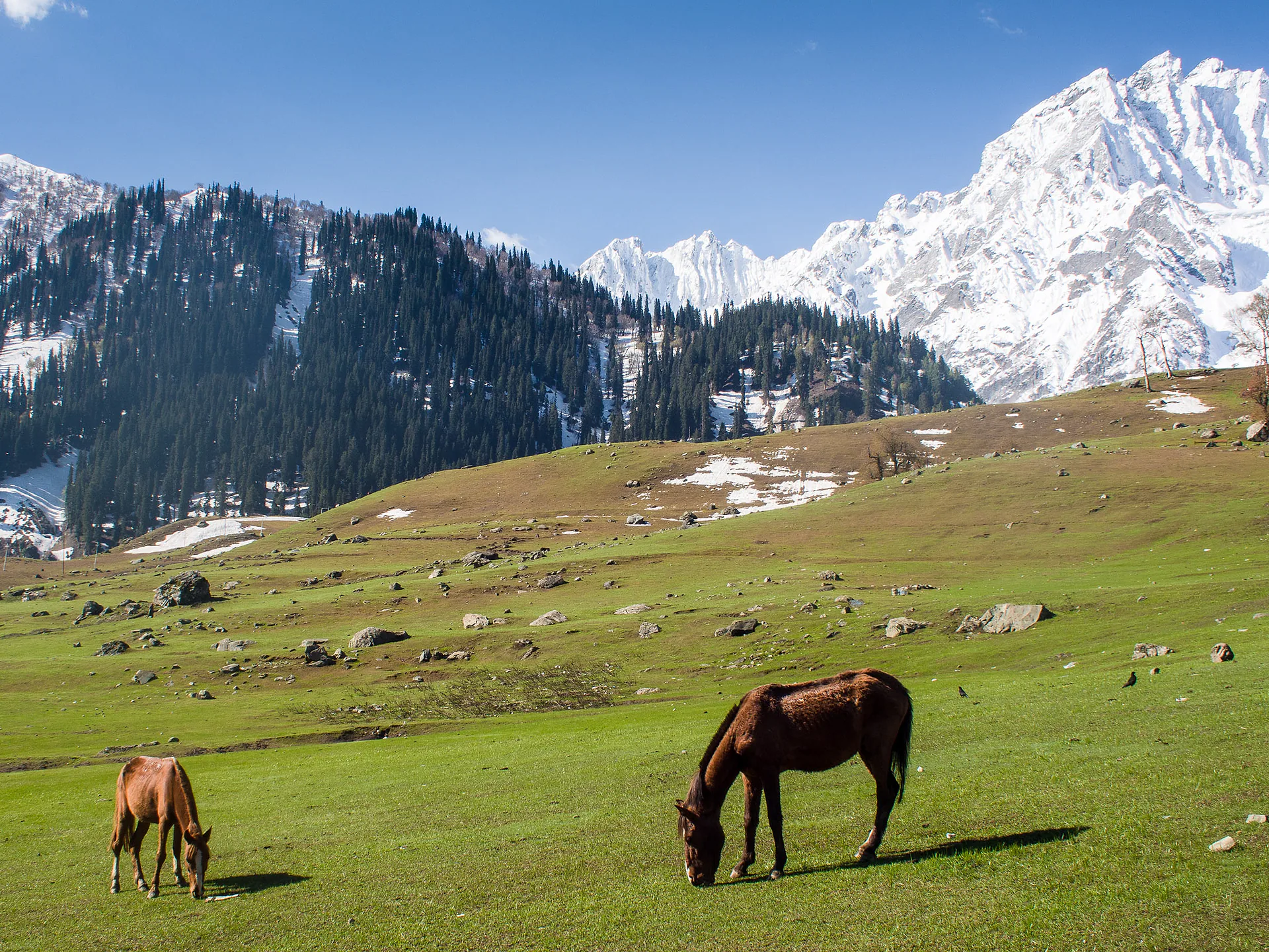 Horses grazing in the meadows of Sonmarg below snowy peaks